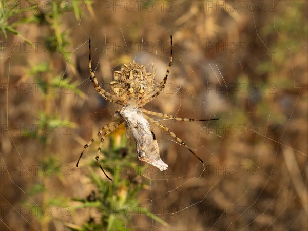 Spider with a grasshopper as prey, Lopar, Croatia, Europe