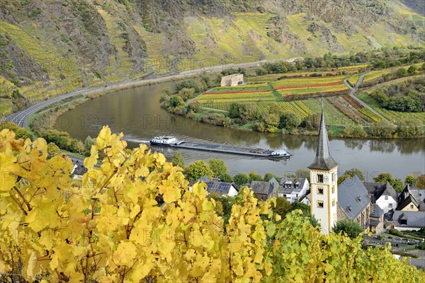 View over the wine village of Bremm am Calmont with the St Laurentius church and the ruins of the Stuben monastery, cargo ship on the Moselle, Rhineland-Palatinate, Germany, Europe