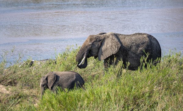 African elephant (Loxodonta africana), mother with young, feeding on the banks of the Sabie River, Kruger National Park, South Africa, Africa