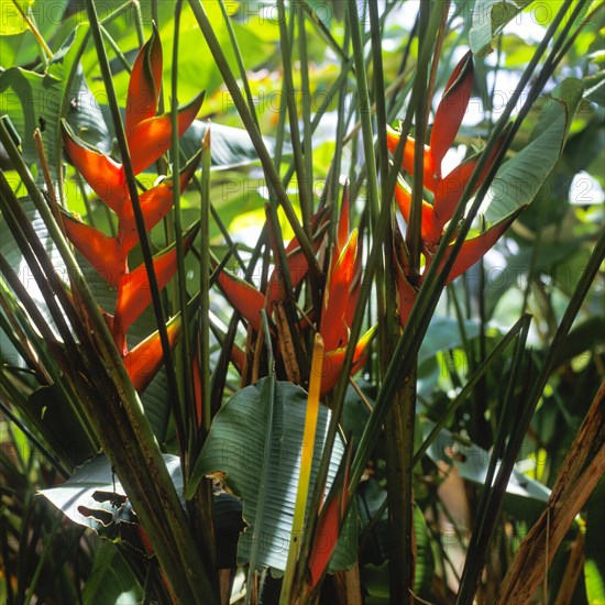 Seychelles, Flora, Strilizie, Africa