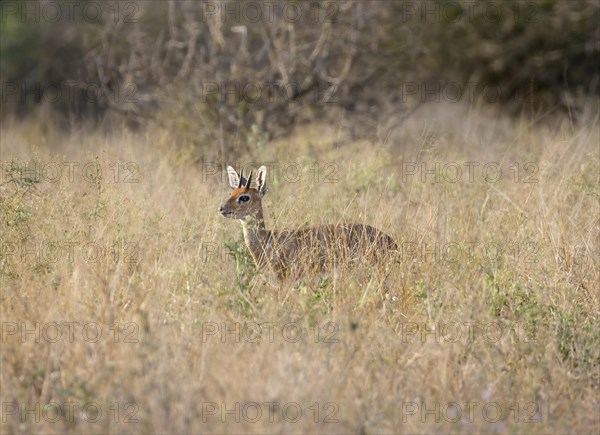 Steenbok (Raphicerus campestris) in tall grass, alert, adult male, Kruger National Park, South Africa, Africa