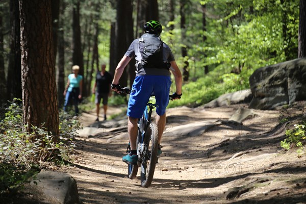 Typical conflict situation in the forest: Mountain bikers encounter hikers (Palatinate Forest near Neustadt, Rhineland-Palatinate)