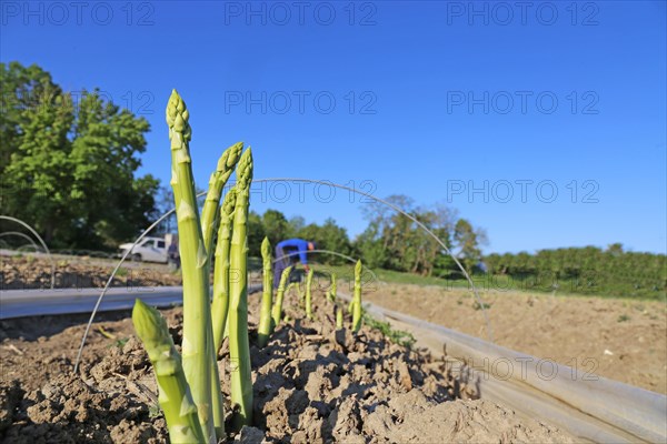 Agriculture asparagus harvest: Predominantly Romanian harvest workers harvest green asparagus in a field near Mutterstadt, Rhineland-Palatinate