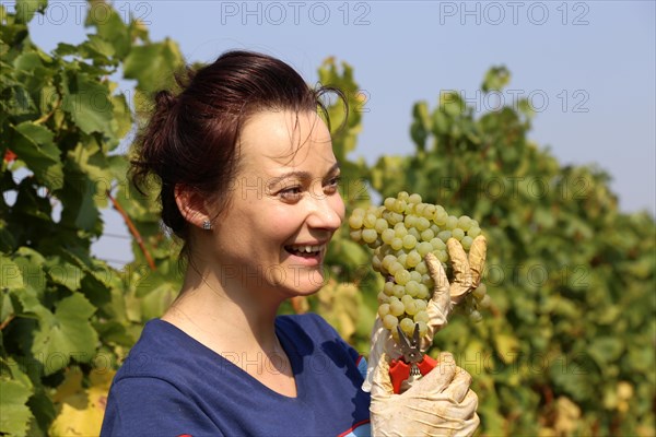 Symbolic image: Young woman hand-picking Chardonnay from the Norbert Gross winery in Meckenheim Pfalz (Bad Duerkheim district)