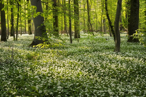 A deciduous forest with white flowering ramson (Allium ursinum) in spring in the evening sun. Rhine-Neckar district, Baden-Wuerttemberg, Germany, Europe