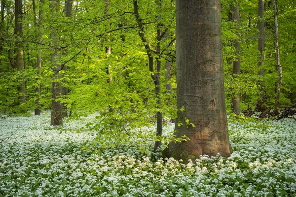 A deciduous forest with white flowering ramson (Allium ursinum) in spring in the evening sun. Rhine-Neckar district, Baden-Wuerttemberg, Germany, Europe