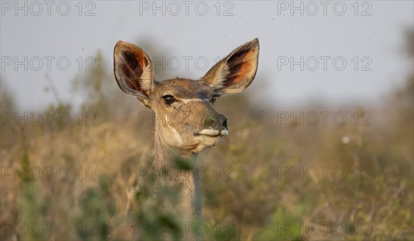Greater Kudu (Tragelaphus strepsiceros), animal portrait, adult female, alert, Kruger National Park, South Africa, Africa
