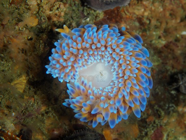 Silvertip nudibranch (Janolus capensis), False Bay dive site, Cape of Good Hope, Cape Town, South Africa, Africa