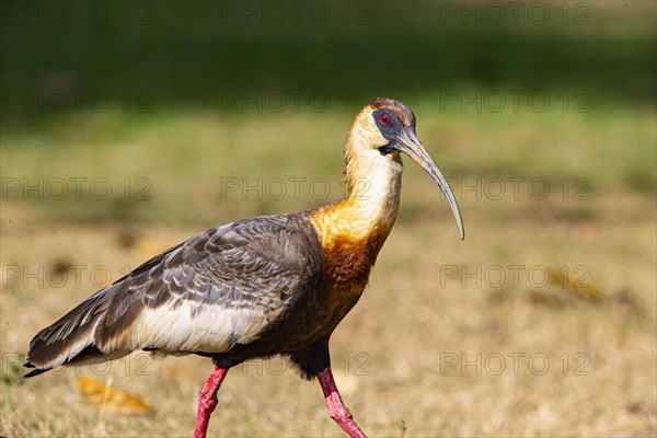 White-necked Ibis (Theristicus caudatus hyperorius) Pantanal Brazil