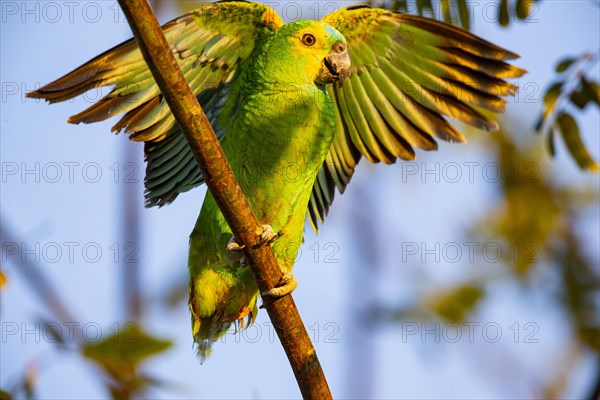 Blue-fronted Amazon (Amazona aestiva (Pantanal Brazil