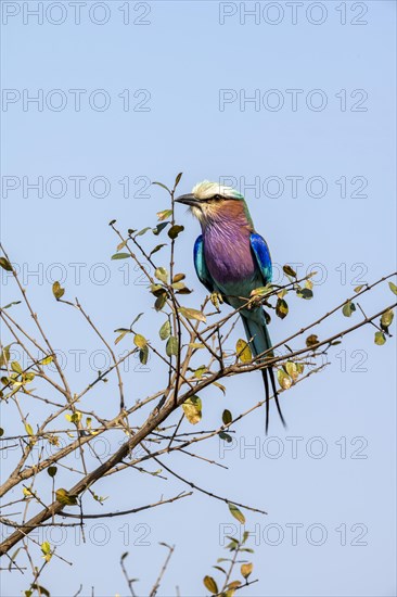 Lilac-breasted roller (Coracias caudatus) sitting on a branch in front of a blue sky, Kruger National Park, South Africa, Africa