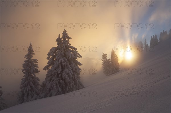 Cloudy mood and sunbeams over snow-covered trees, winter, mountain landscape, Jochschrofen, Allgaeu Alps, Allgaeu, Germany, Europe