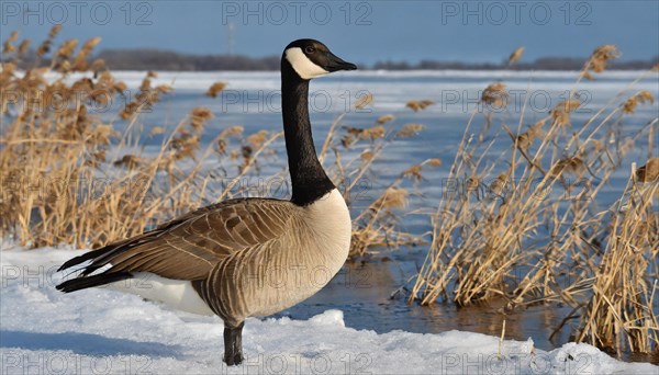 KI generated, animal, animals, bird, birds, biotope, habitat, one, individual, water, ice, snow, winter, reed, blue sky, foraging, wildlife, seasons, canada goose (Branta canadensis), goose, geese, goose bird