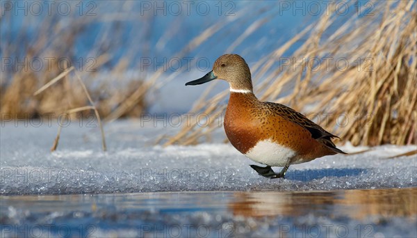 KI generated, animal, animals, bird, birds, biotope, habitat, a, individual, swims, water, reeds, water lilies, blue sky, foraging, wildlife, summer, seasons, northern shoveler (Spatula clypeata), female