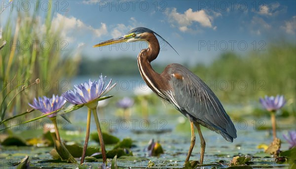 Ai generated, animal, animals, bird, birds, biotope, habitat, a, individual, swims, waters, reeds, water lilies, blue sky, foraging, wildlife, summer, seasons, purple heron (Ardea purpurea)