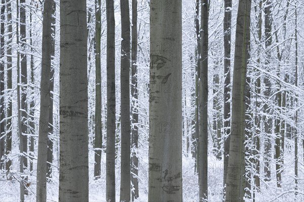 Snow-covered deciduous forest in winter, tree trunks of copper beech (Fagus sylvatica) Hainich National Park, Thuringia, Germany, Europe