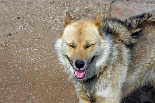 Sled dog with thick fur, Sisimuit, Greenland, Denmark, North America