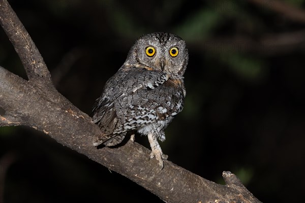 African scops owl (Otus senegalensis), Namibia, Africa
