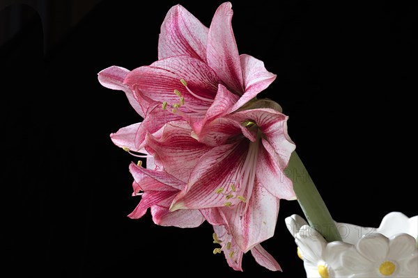 Blossom of a knight's star (Amarillis) on a black background, Bavaria, Germany, Europe