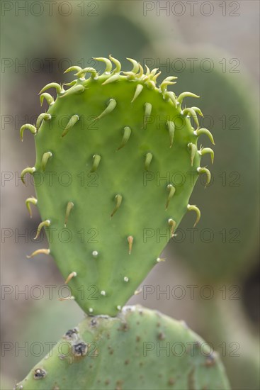Leaf of a cactus pear (Opuntia ficus-indica), Botanical Garden, Erlangen, Middle Franconia, Bavaria, Germany, Europe