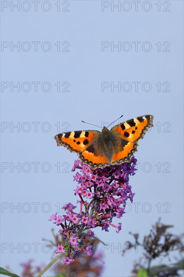 Small tortoiseshell (Aglais urticae), on butterfly bush or butterfly-bush (Buddleja davidii), in front of a blue sky, Wilden, North Rhine-Westphalia, Germany, Europe