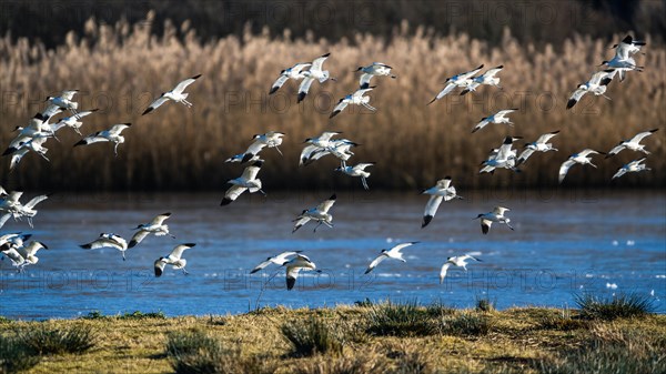 Pied Avocet, Recurvirostra avosetta, birds in flight over marshes at sunrise