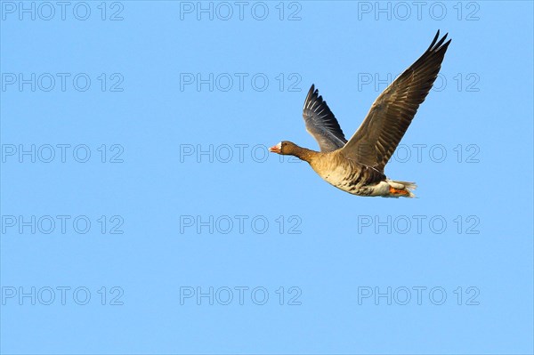 Greater white-fronted goose (Anser albifrons), in flight, in front of a blue sky, Lower Rhine, North Rhine-Westphalia, Germany, Europe