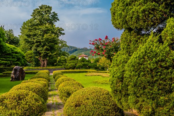 Concrete walkway between manicured shrubs leading to large oak tree in beautiful manicured public park in South Korea