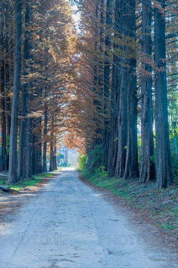 Rural dirt lane under grove of tall larch conifer on autumn morning in South Korea