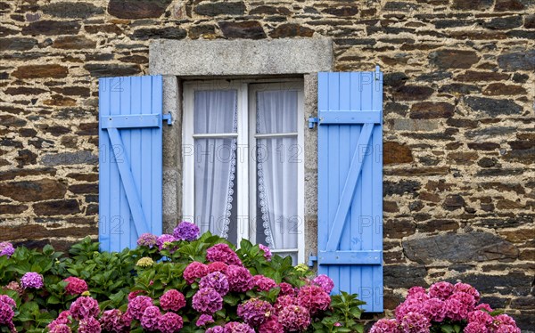 Window with blue shutters in a typical granite house, hydrangea bushes, Roscoff, Brittany, France, Europe