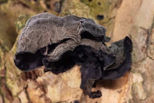 Judas ear three ear-shaped brown fruiting bodies next to each other on a tree trunk