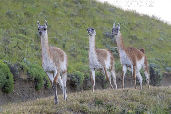 Guanaco (Llama guanicoe), Huanaco, group of animals running, adult, Torres del Paine National Park, Patagonia, end of the world, Chile, South America