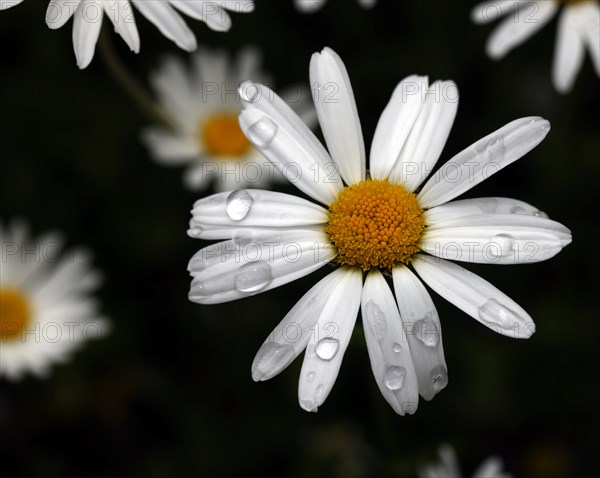 Flower of a daisy (Leucanthemum vulgare) with raindrops, close-up