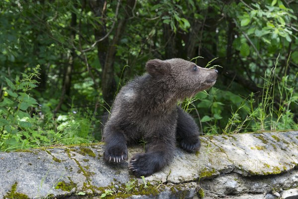 A single bear young sits on a moss-covered stone and looks upwards, European brown bear (Ursus arctos arctos), young, Transylvania, Carpathians, Romania, Europe
