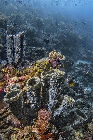 Vase sponges, (Callyspongia sp.), Wakatobi Dive Resort, Sulawesi, Indonesia, Asia