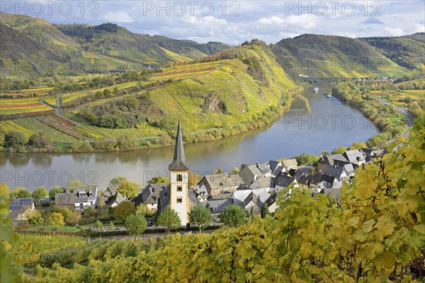 View over the wine village of Bremm am Calmont with St Laurentius Church, Moselle, Rhineland-Palatinate, Germany, Europe