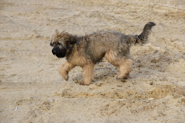 Briard, young, 6 months old