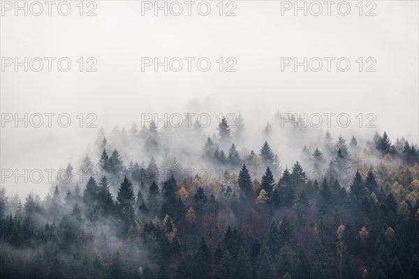 Autumn forest with fog and clouds, Freiburg im Breisgau, Black Forest, Baden-Wuerttemberg, Germany, Europe