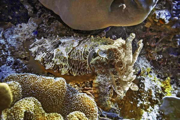 Broadclub cuttlefish (Sepia latimanus), Wakatobi Dive Resort, Sulawesi, Indonesia, Asia