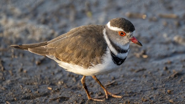Three-banded plover (Charadrius tricollaris), Kruger National Park, South Africa, Africa