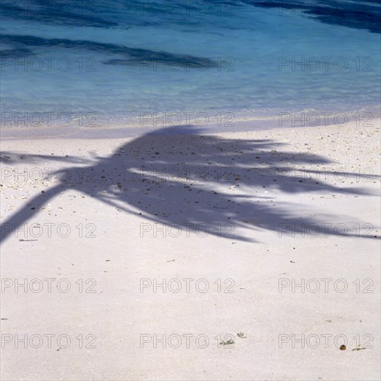 Shade of a coconut tree on the beach on La Digue, Seychelles, Africa
