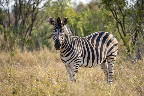 Plains zebra (Equus quagga) in dry grass, adult male, African savannah, Kruger National Park, South Africa, Africa