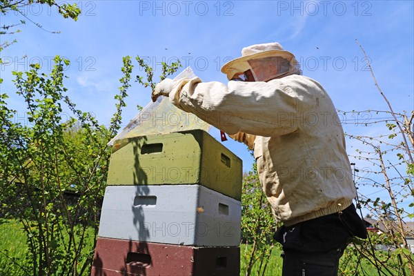 Beekeeper works on his hive