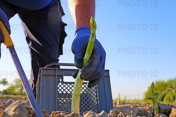 Agriculture asparagus harvest: Workers harvesting green asparagus in an asparagus field in Mutterstadt, Rhineland-Palatinate