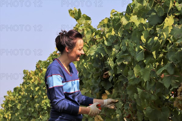 Symbolic image: Young woman hand-picking Chardonnay from the Norbert Gross winery in Meckenheim Pfalz (Bad Duerkheim district)