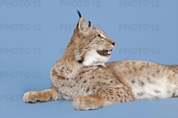 Eurasian lynx (Lynx lynx), lying, animal portrait, captive, studio shot