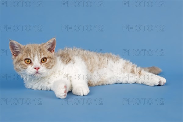 Pedigree cat Selkirk Rex, kitten, age 10 weeks, colour fawn tortie white, lying, studio photo