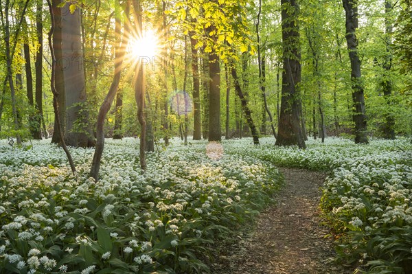 A path leads through a deciduous forest with white flowering ramson (Allium ursinum) in spring. Evening sun with sun star. Rhine-Neckar district, Baden-Wuerttemberg, Germany, Europe