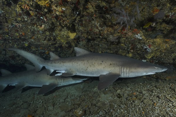 Sand tiger shark (Carcharias taurus) in its den. Dive site Protea Banks, Margate, KwaZulu Natal, South Africa, Africa