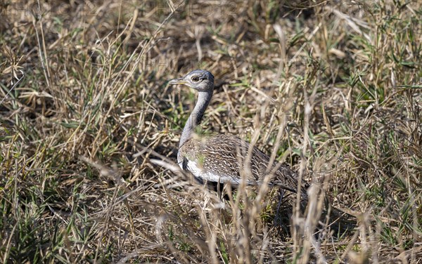 Red-crested korhaan (Lophotis ruficrista) in the grass, adult male, Kruger National Park, South Africa, Africa